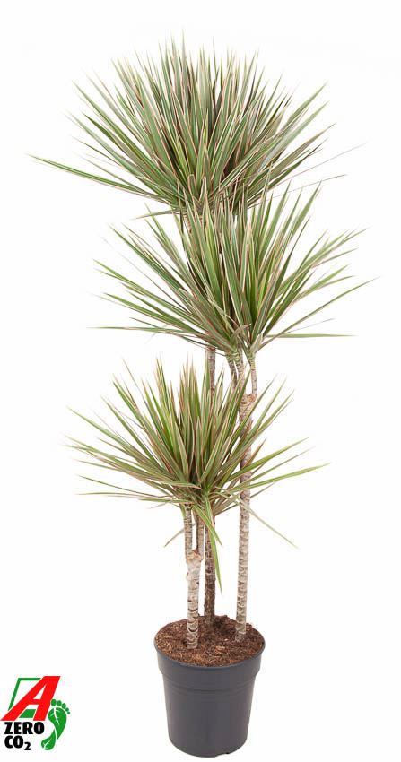 Dracaena Marginata Bicolor 160cm - Indoor Plants - النباتات الداخلية - دراسينا