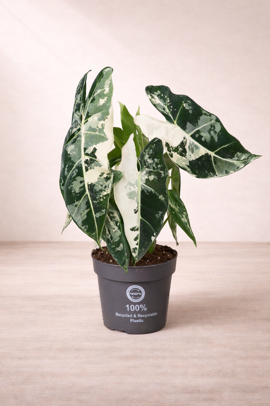 Alocasia Frydek Variegata - Rare Indoor House Plant - نبات داخلي