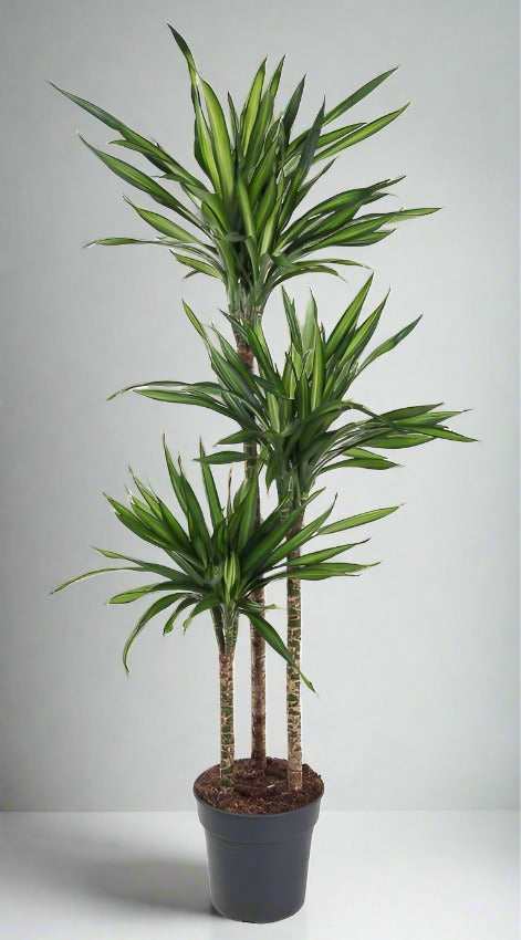 Dracaena Riki with elegant green leaves edged in red, displayed in a sleek pot on a modern indoor table.