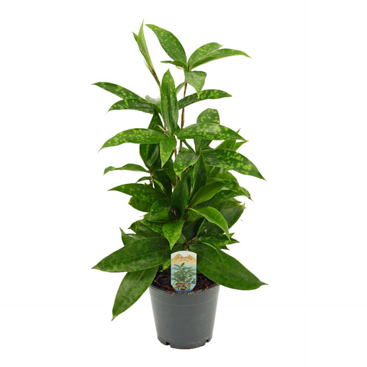 Dracaena Surculosa - Indoor House Plant - نبات داخلي - دراسينا