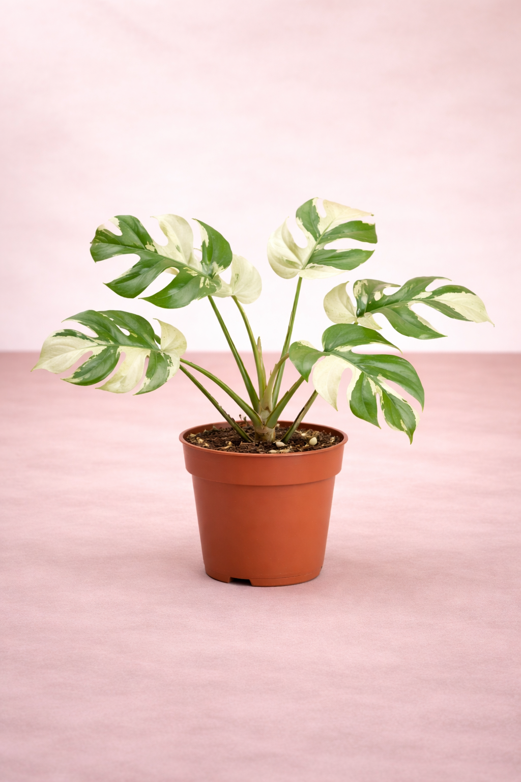 Monstera Minima V...