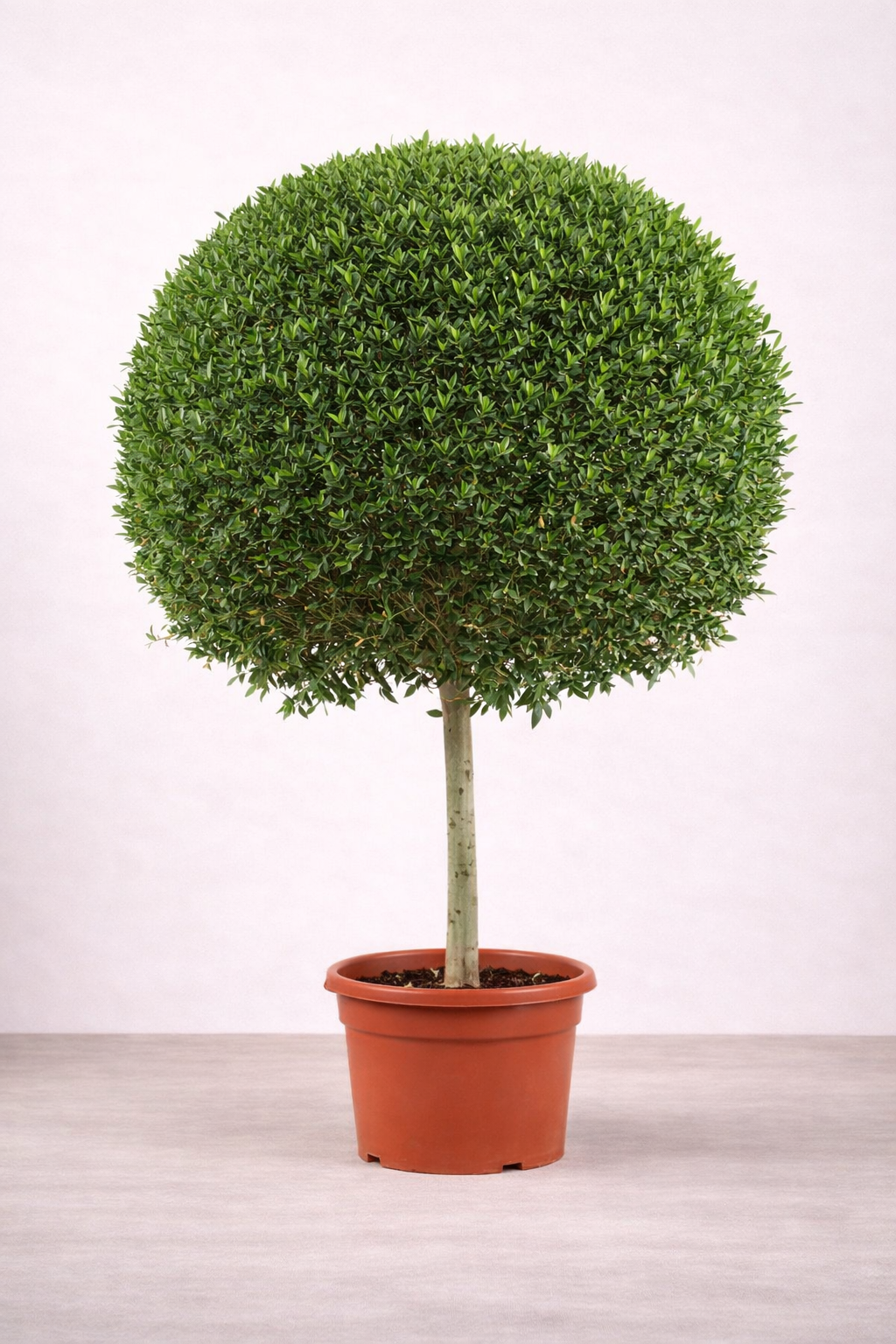 Conocarpus Ball S...