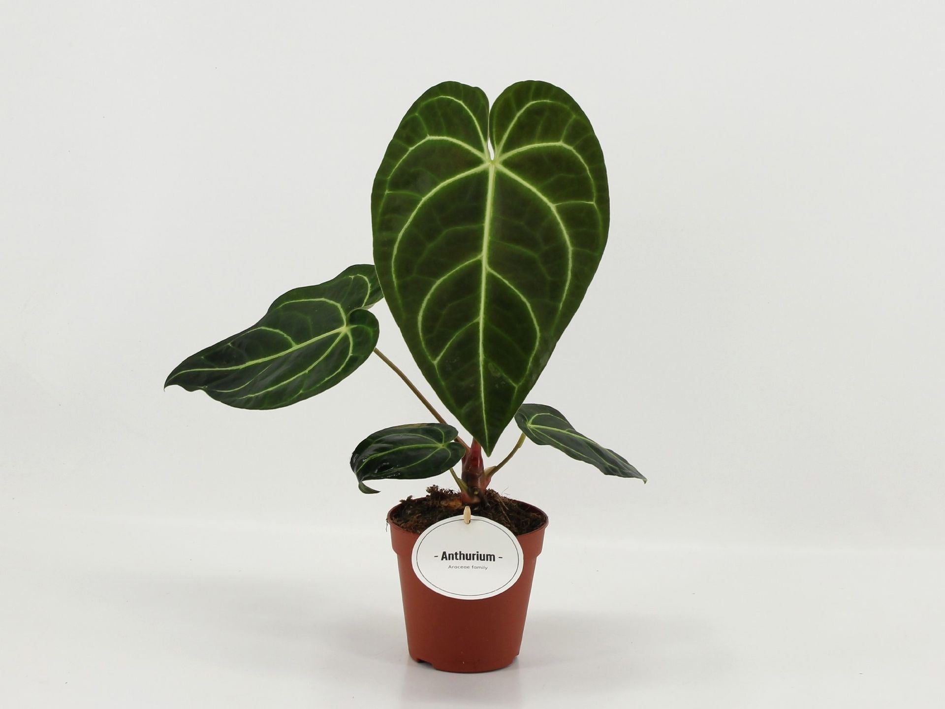 Anthurium Regale ...