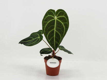 Anthurium Regale - Rare Indoor House Plant - نبات داخلي