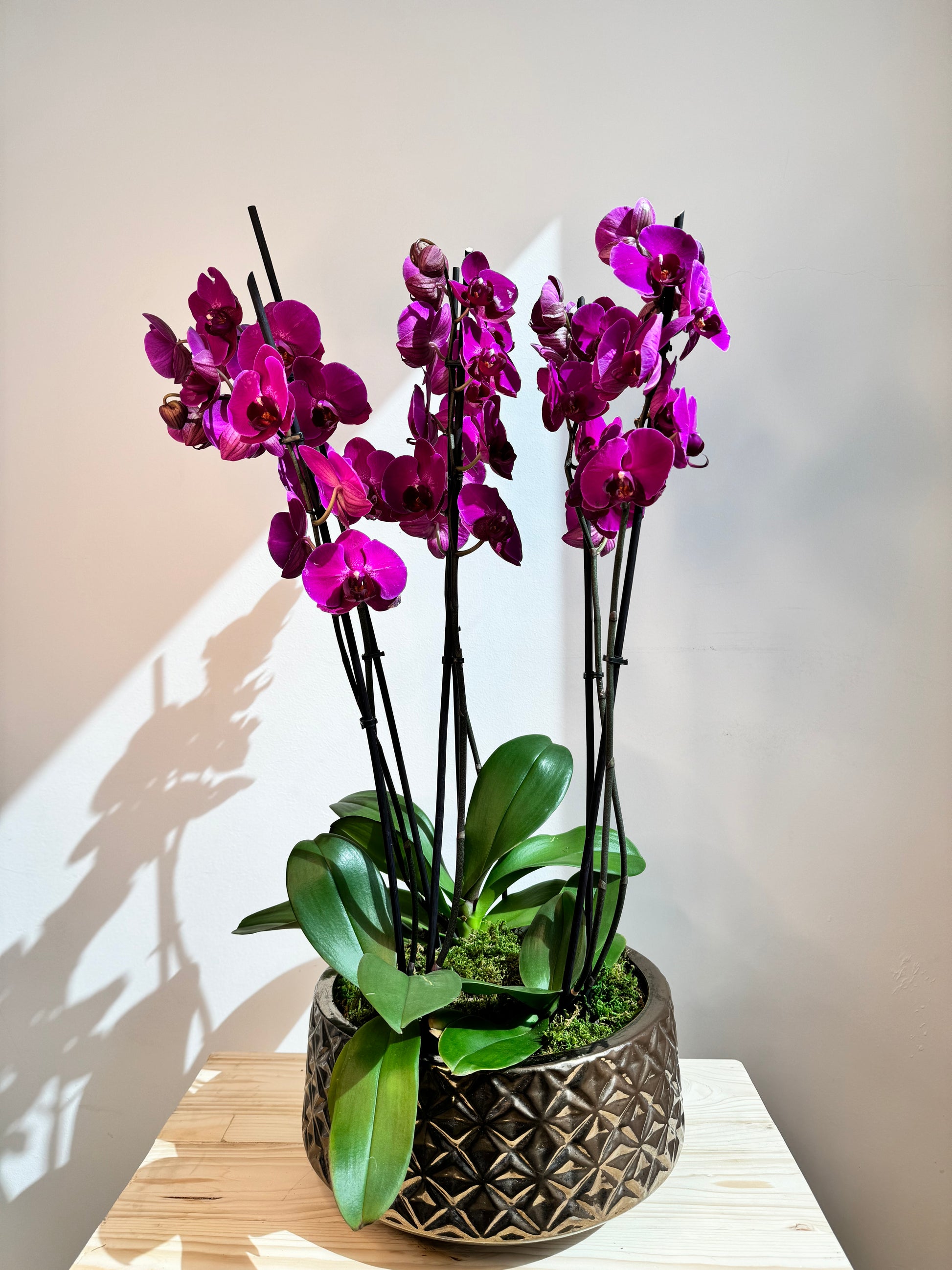 Purple Orchid Plant Bunch in Rose Gold Ceramic - نبات الأوركيد - Phalaenopsis