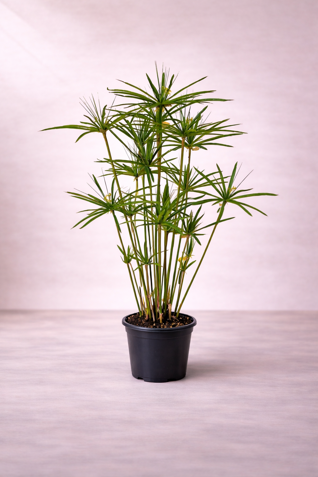 Cyperus Alternifo...