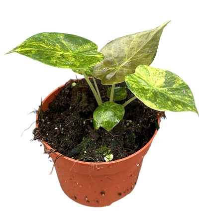 Alocasia wentii aurea variegated - Rare Indoor House Plant - نبات داخلي
