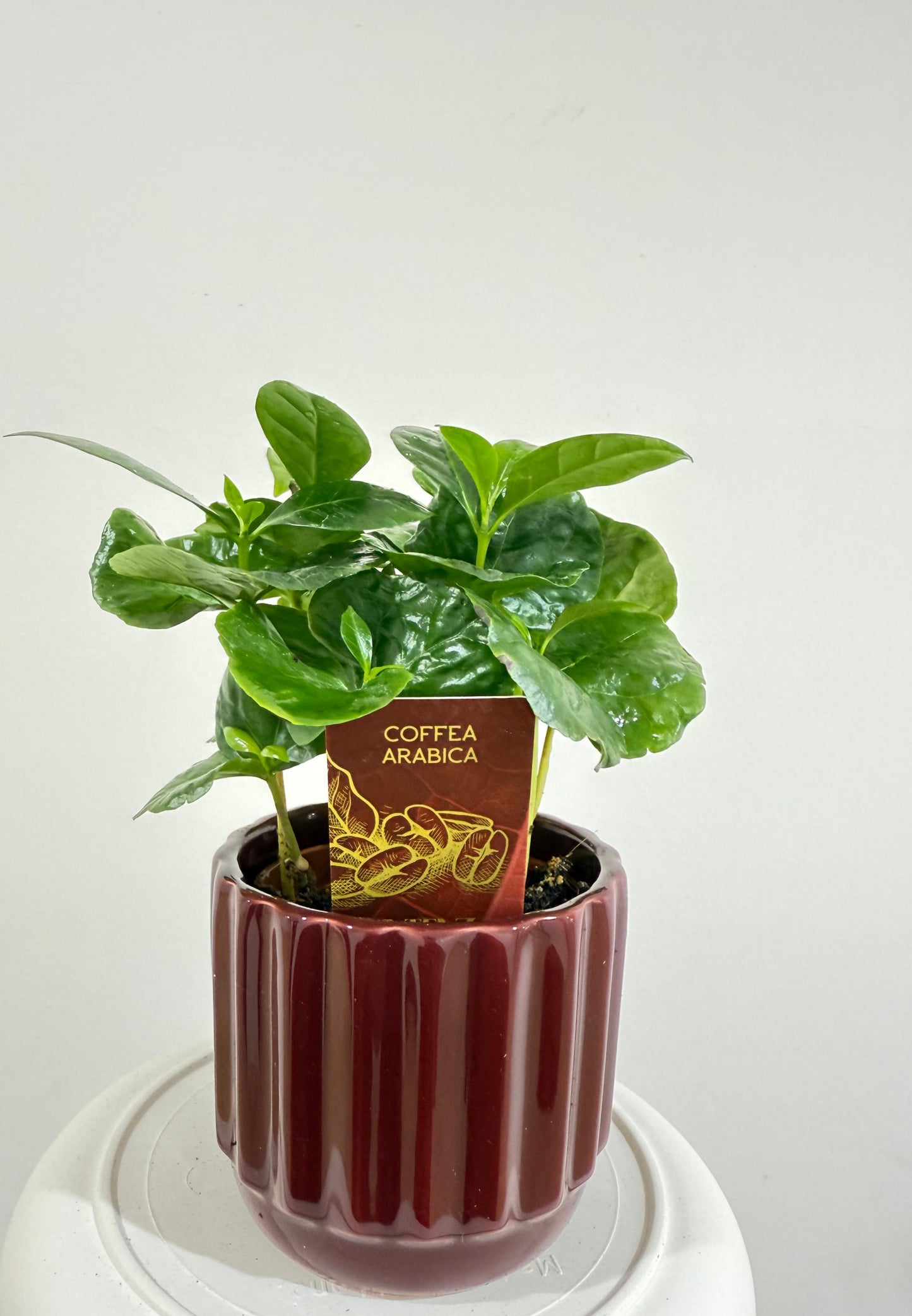 Coffee Plant With Pot - نبات داخلي - نبات القهوة العربية