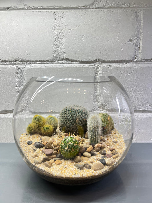 Cactus Terrarium #7