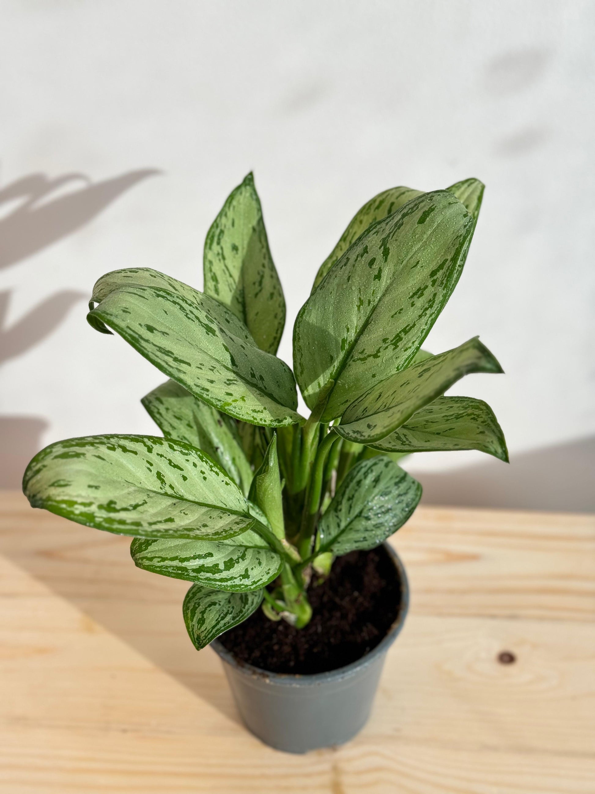 Aglaonema Christina - Indoor House Plant - نبات داخلي
