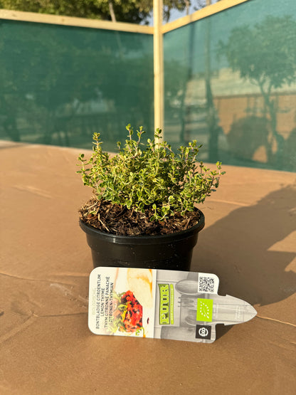 Organic Lemon Thyme Plant (Variegated variety) - نبات الزعتر