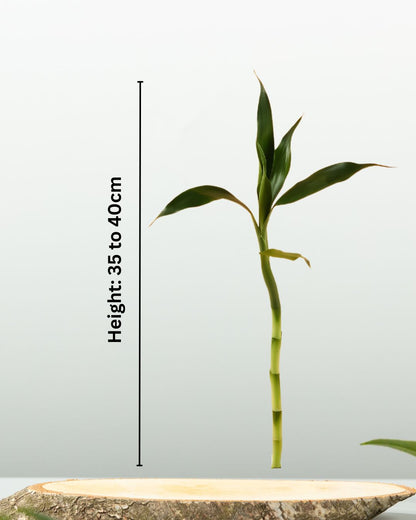 Lucky Bamboo – Single Stick - نبتة بامبو