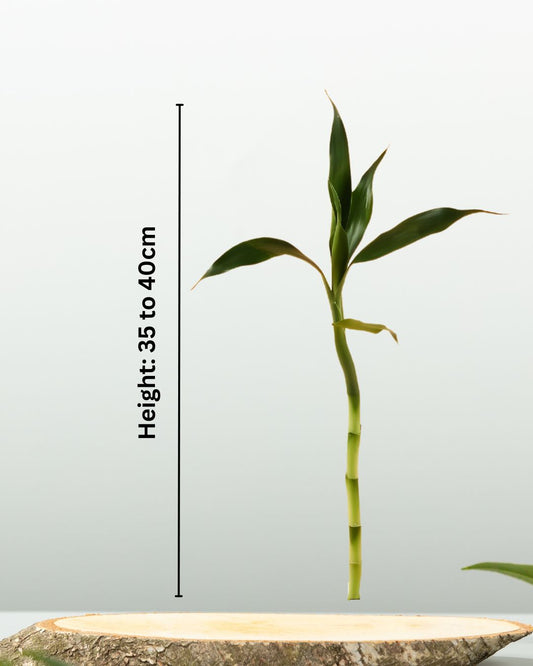 Lucky Bamboo – Single Stick - نبتة بامبو