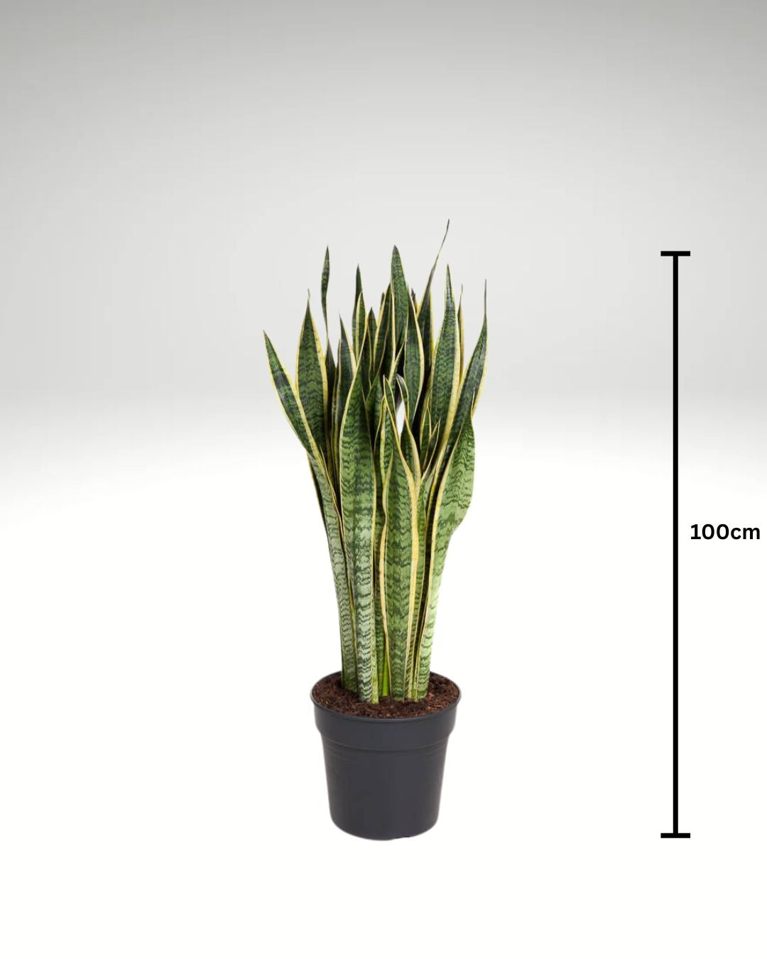 Snake Plant - Sansevieria Laurentii  - Indoor Plant - سانسيفيريا لورنتي