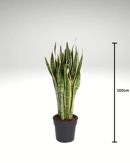 Snake Plant - Sansevieria Laurentii  - Indoor Plant - سانسيفيريا لورنتي