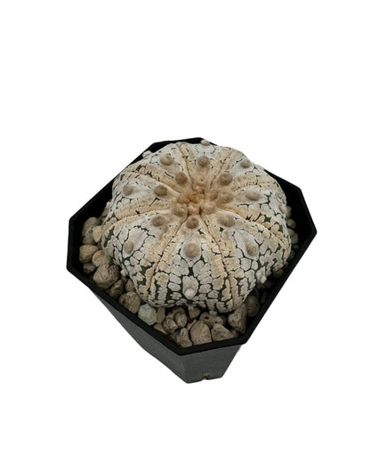 Sand Dollar Cactus - نبات صبّار