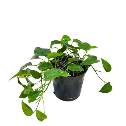 Golden Pothos (Money Plant) - Indoor Plant