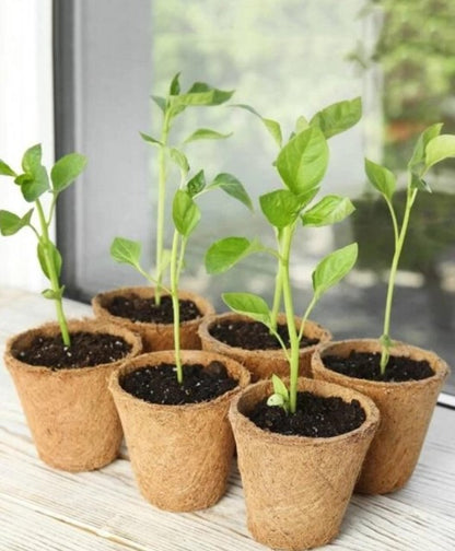 Paper Pot - Compostable - Pack of 10pcs