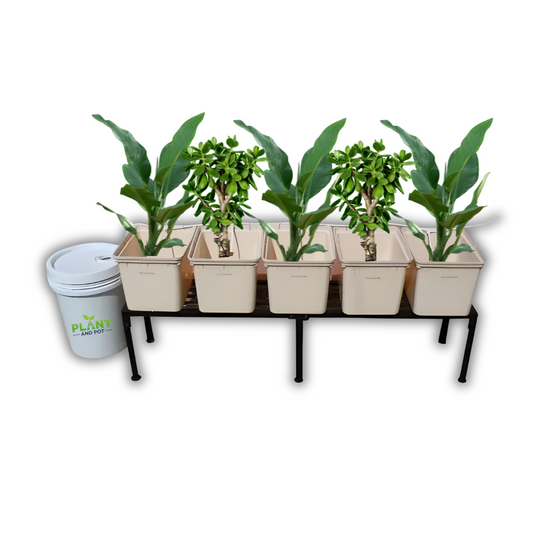 Five Dutch Bucket Hydroponic Plant Growing System | نظام زراعة النباتات المائية
