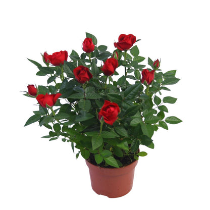 Rose Plant -  Rosa Flowering - Indoor House Plant