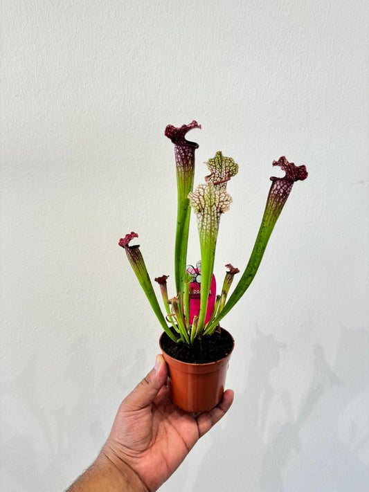 Sarracenia Plant - Insect Eating Plant - Indoor Carnivorous Plant