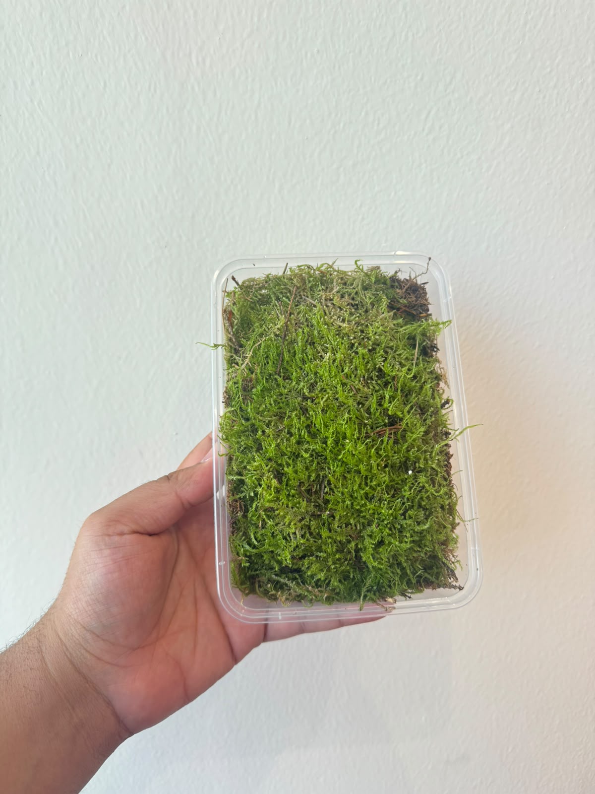 Carpet Moss for T...