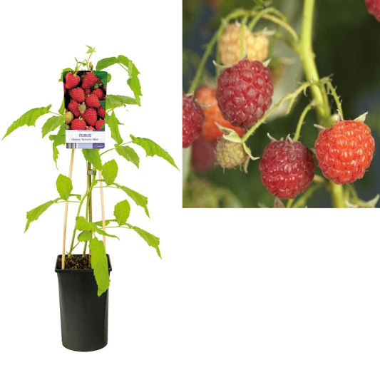 Autumn Raspberry Plant – نبتة التوت الأحمر الخريفي