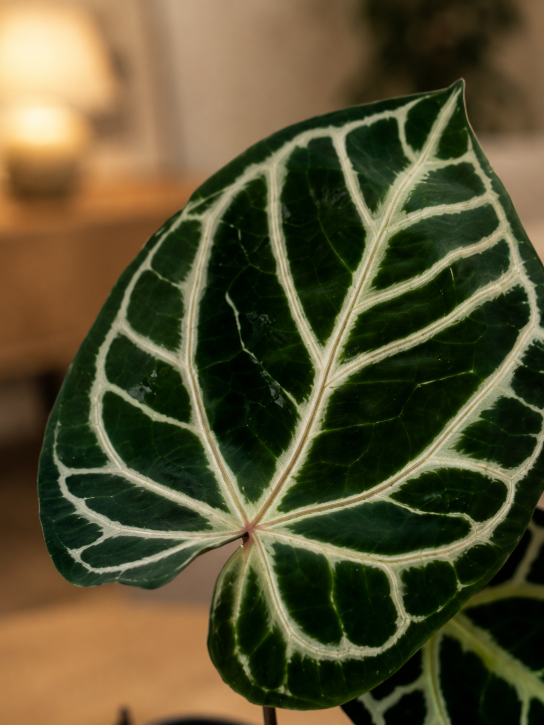Anthurium Red Cry...