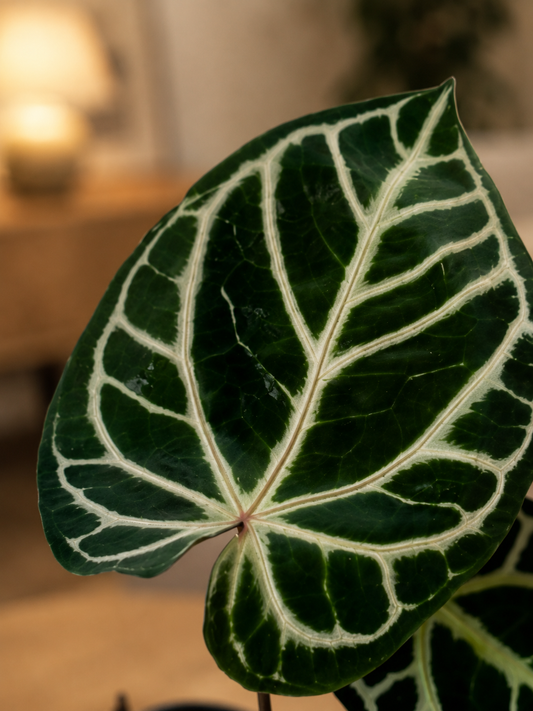 Anthurium Red Crystallinum Hybrid - Rare Indoor Plant - نبات داخلي
