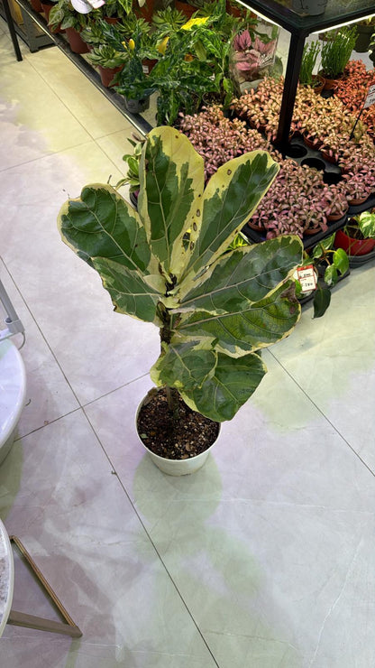 Ficus Lyrata Variegated - Rare Indoor House Plant - نبات داخلي