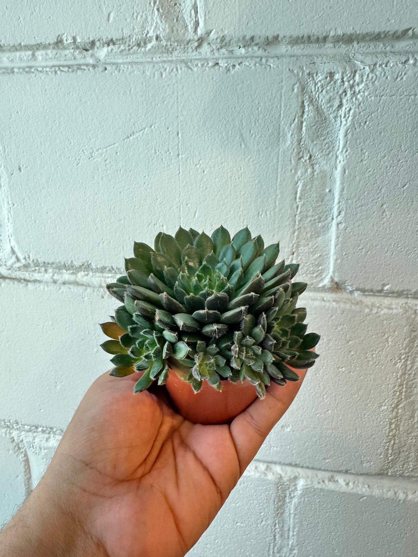 Echeveria scorpio	- Succulent Plant - Indoor House Plant - نبات داخلي
