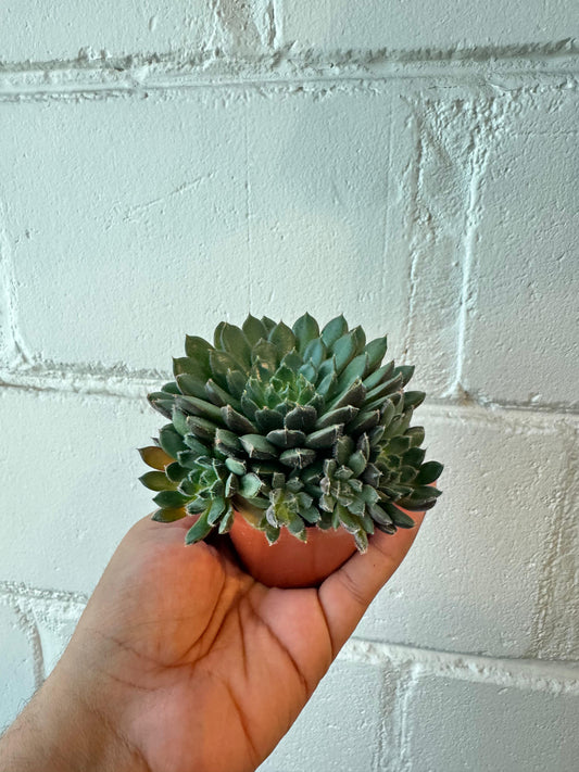 Echeveria scorpio	- Succulent Plant - Indoor House Plant - نبات داخلي