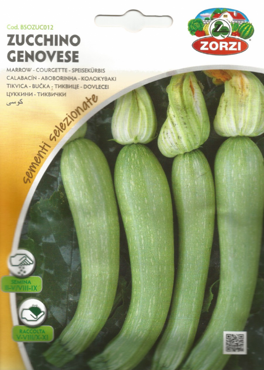 Zucchini Genovese Seeds