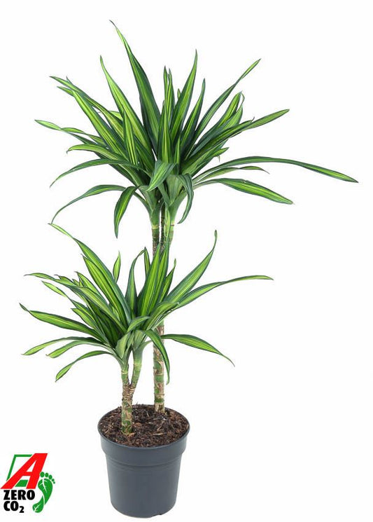 Dracaena Riki - Indoor House Plant - نبات داخلي - دراسينا