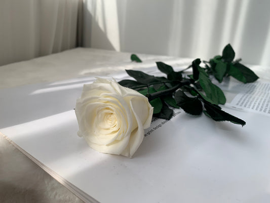 Eternal Rose Stem - الوردة الخالدة
