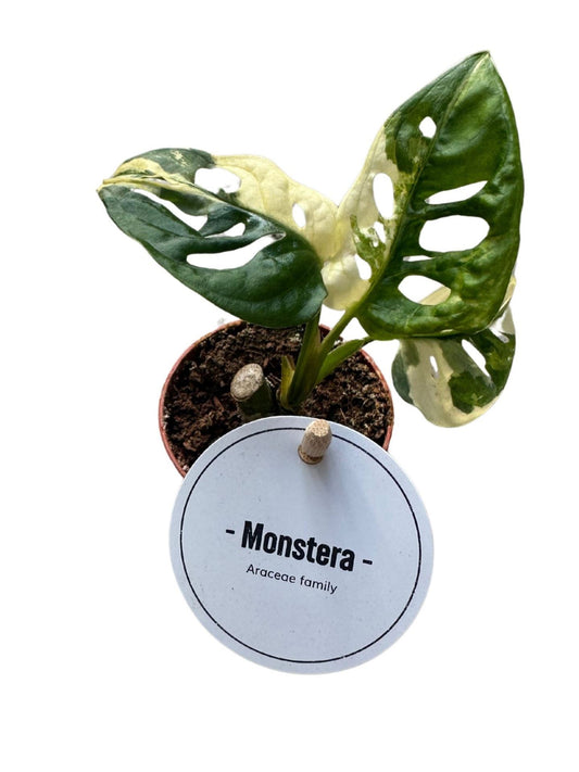 Monstera Adansonii Variegata - نبات داخلي