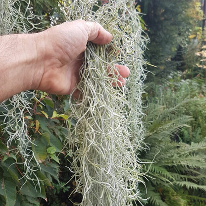 Tillandsia Usneoides - Air Plant - Spanish moss