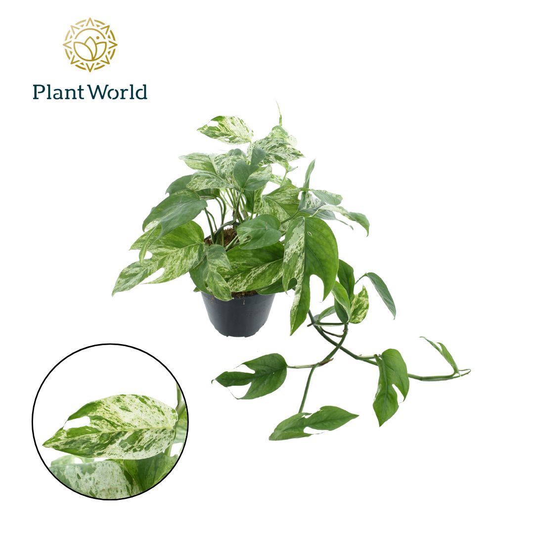 Epipremnum Marble king - Varigated Pothos - نبات داخلي