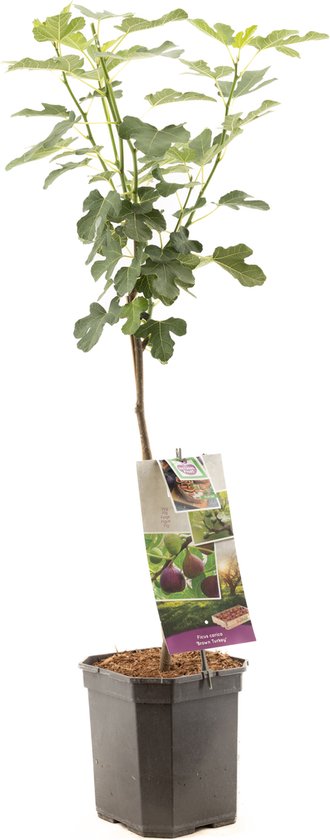 Fig Tree - Ficus Carica Brown Turkey - شجرة التين