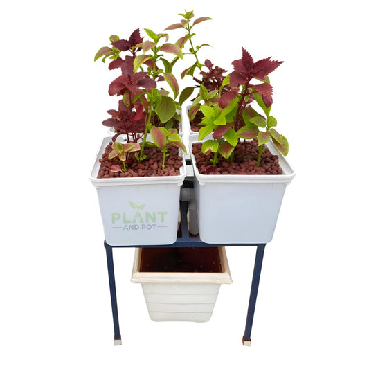 Revolutionize Your Indoor Garden with Bucket Hydroponic System”
Description: “Transform your indoor gardening experience with our advanced bucket hydroponic system. Grow healthier plants, save space, and enjoy hassle-free maintenance. Get yours today at Plant and Pot Co. in Kuwait
