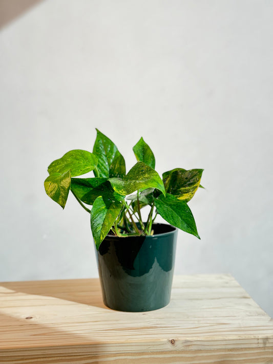 Golden Pothos Money Plant With Green Ceramic Pot
