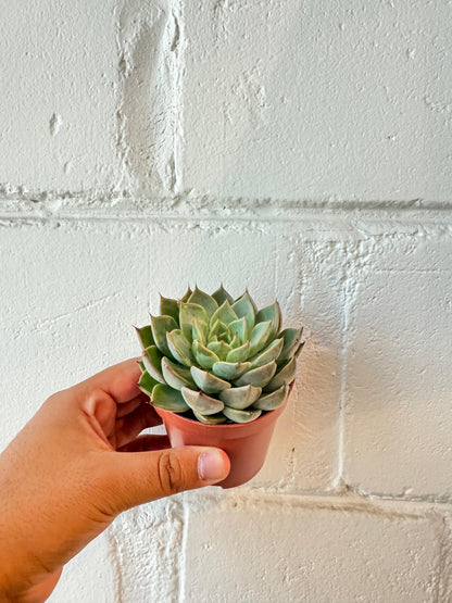 Echeveria black tip - Succulent Plant - Indoor House Plant - نبات داخلي