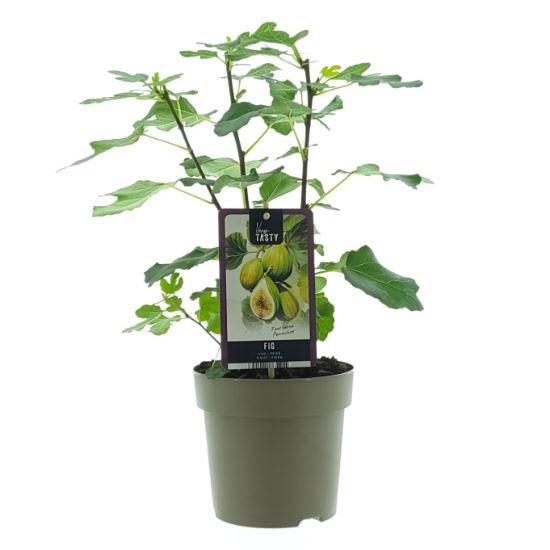 Fig Tree - Ficus carica Panachee - شجرة التين