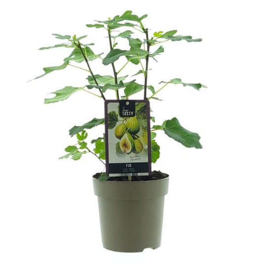 Fig Tree - Ficus carica Panachee - شجرة التين