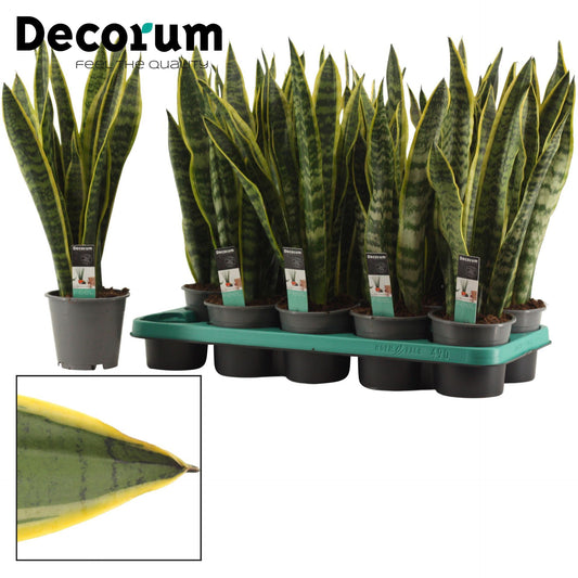 https://plantnpot.com › products › sansevieria-laurentii-indoor-plant