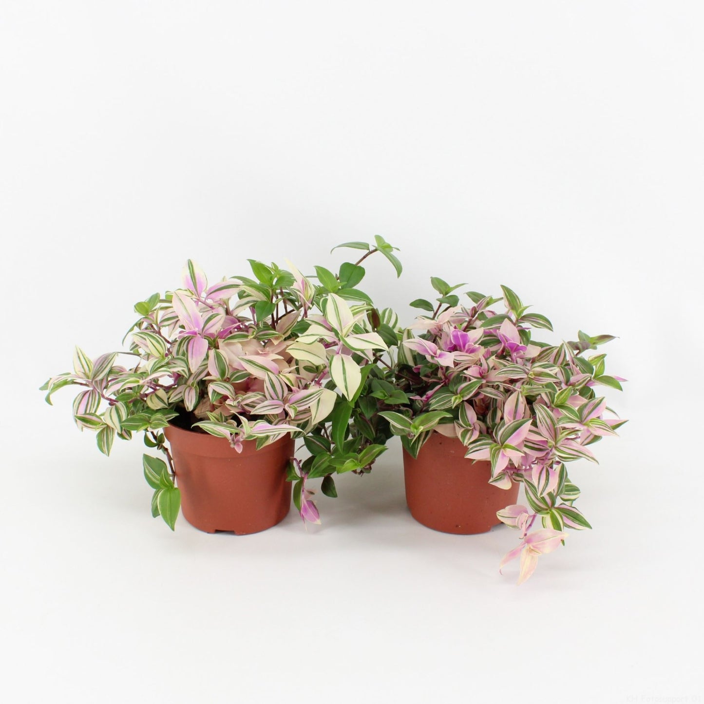Tradescantia Quadricolor - Indoor Plant - نبات داخلي
