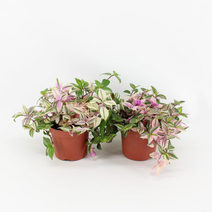 Tradescantia Quadricolor - Indoor Plant - نبات داخلي