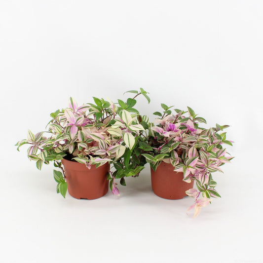 Tradescantia Quadricolor - Indoor Plant - نبات داخلي