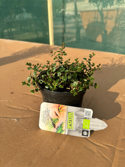 Organic Broadleaf Thyme Plant - نبات الزعتر