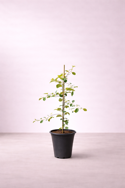 Sider Tree - Ziziphus Tree - شجرة السدر